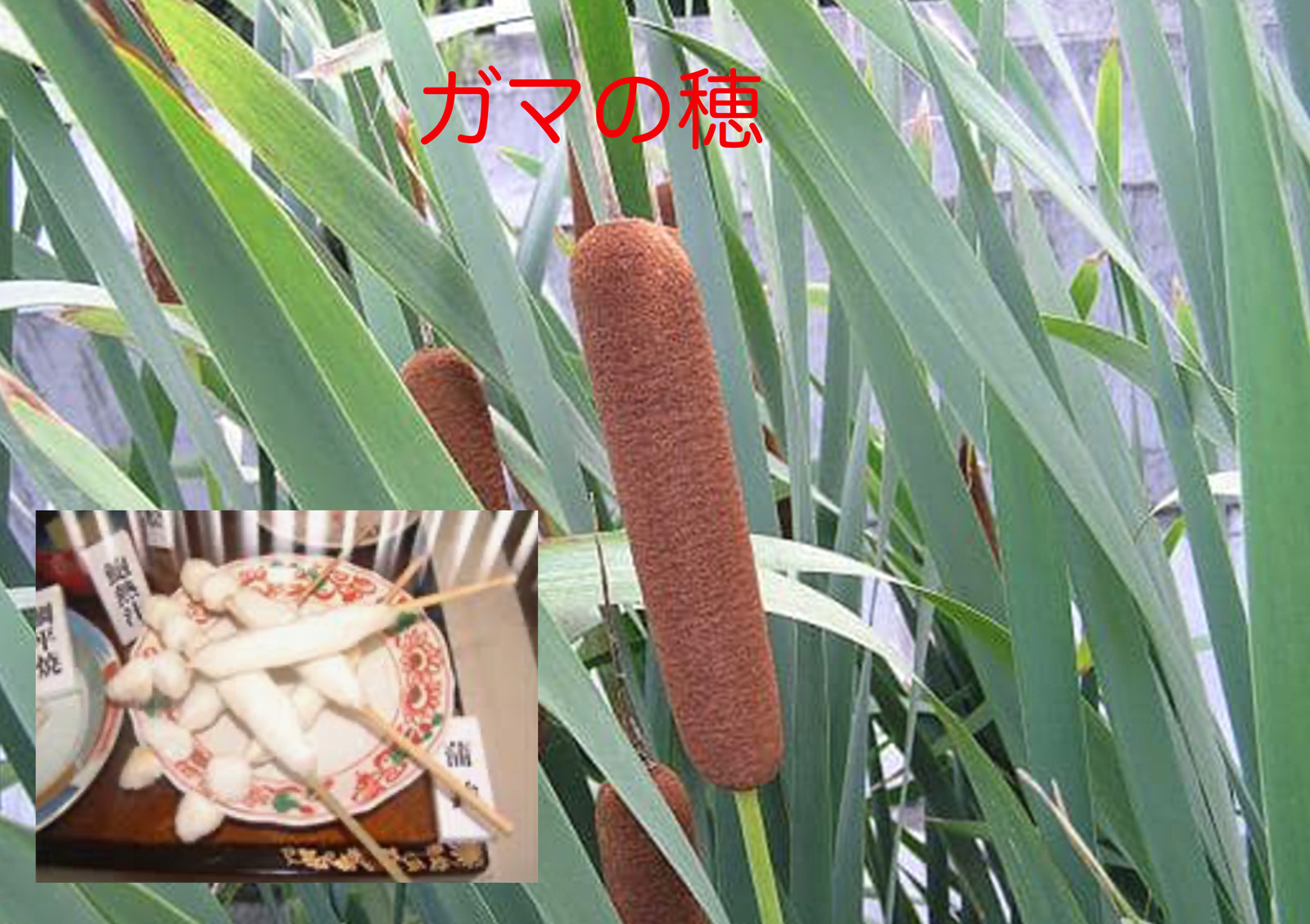 写真1